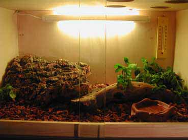 gecko leo cage