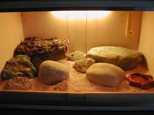 my leopardgecko's cage