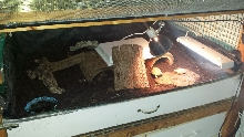 Elongated Tortoise enclosure take 1