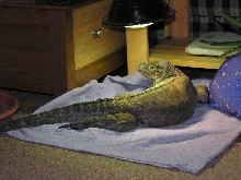 Kharma relaxing