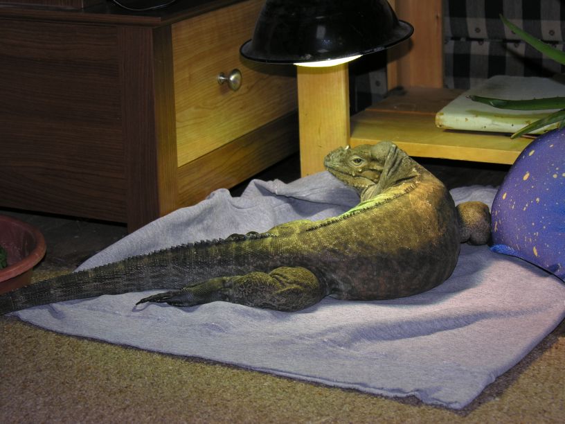 Kharma relaxing