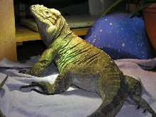 Kharma feeling a bit regal