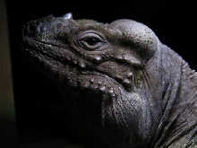 Kharma profile