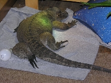 Kharma relaxing some more