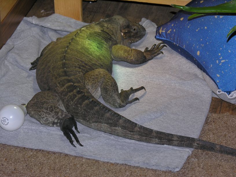Kharma relaxing some more