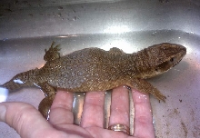 Lumpy baby Savannah Monitor in the bath