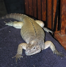 Diego at 18 months of age