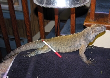 Diego at 18 months old