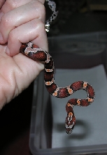Female Abbotts Okeetee after first shed here