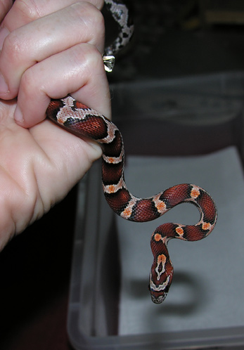 Female Abbotts Okeetee after first shed here