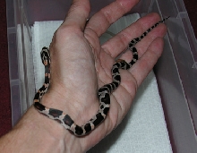 Female abbotts okeetee first day here