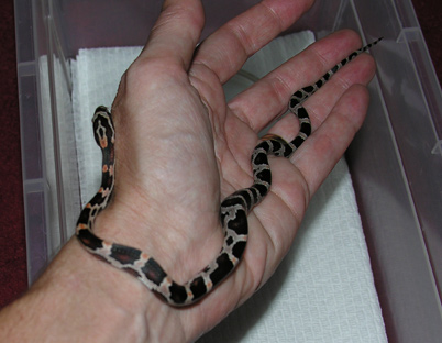 Female abbotts okeetee first day here