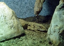Felix the Savannah Monitor hanging out