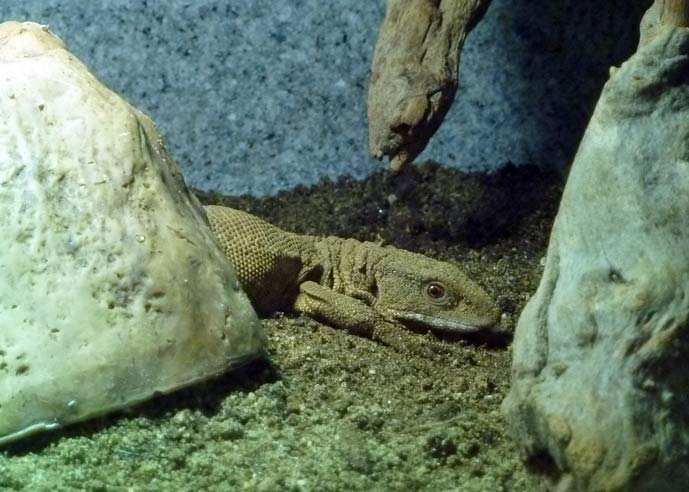 Felix the Savannah Monitor hanging out