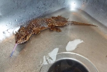 Felix the Savannah Monitor having a bath