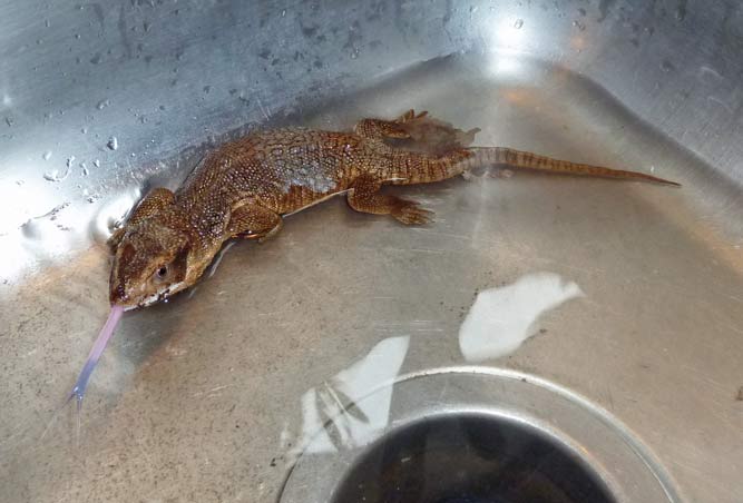 Felix the Savannah Monitor having a bath