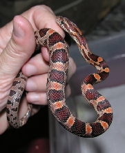 Male Abbotts okeetee pre-shed