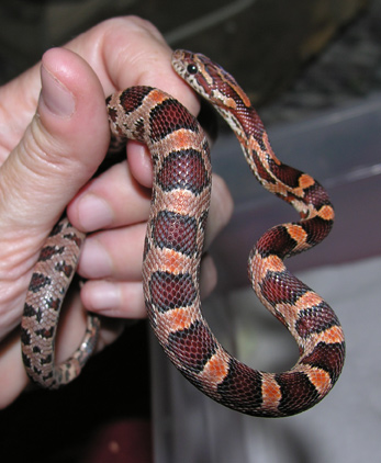 Male Abbotts okeetee pre-shed