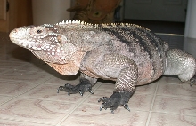 Pete