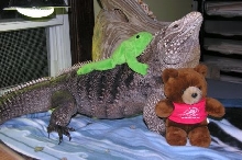 Pete (Cyclura nubila caymanensis) & Friends 2
