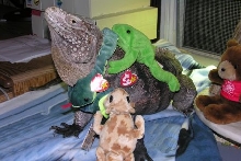 Pete (Cyclura nubila caymanensis) & Friends