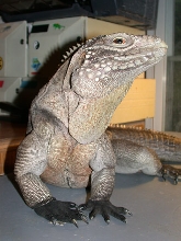 Pete (Cyclura nubila caymanensis) looking regal