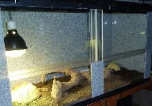 Baby Savannah Monitor Enclosure