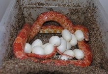 Amel het for snow with her eggs