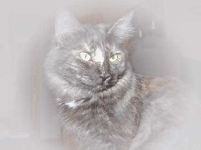Spooky Ronja