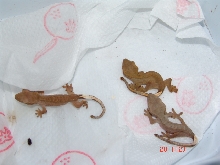 Rhacodactylus ciliatus :)