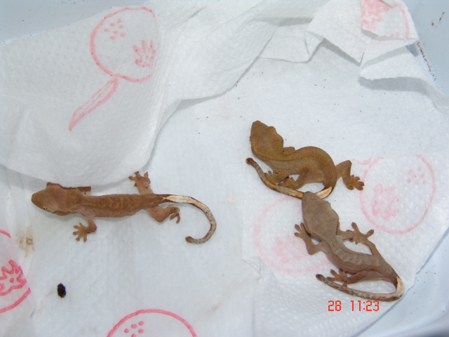 Rhacodactylus ciliatus :)
