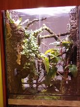 Rhacodactylus ciliatus terrarium