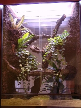 Ptychozoon kuhli terrarium