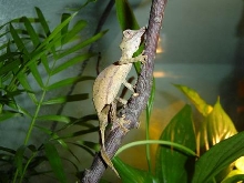 Uroplatus phantasticus :)