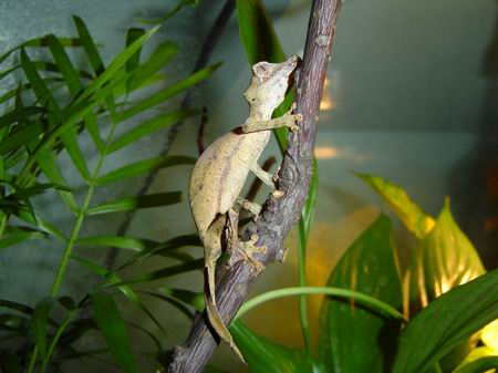 Uroplatus phantasticus :)