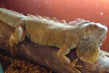 4ft Female Iguana