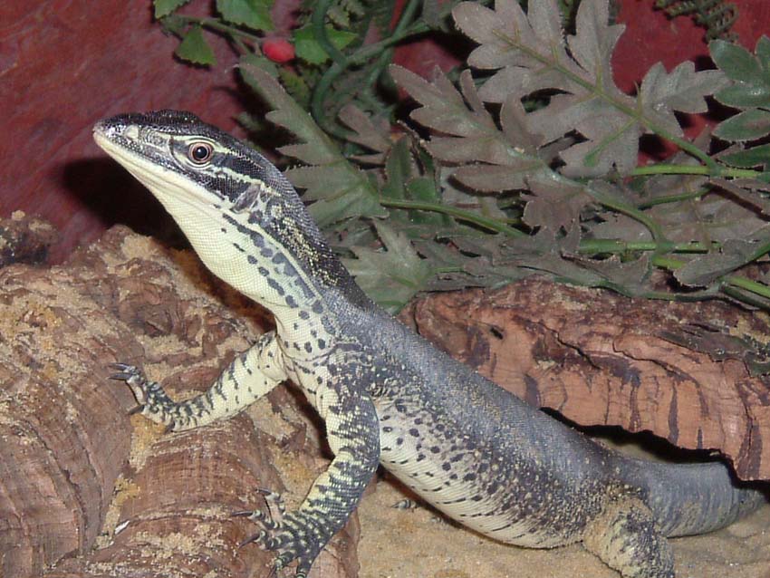 Argus Monitor