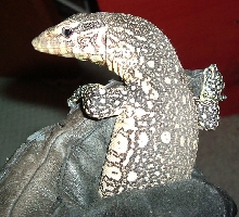 Young Ornate Monitor