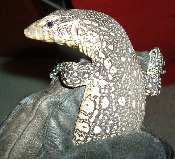 Young Ornate Monitor