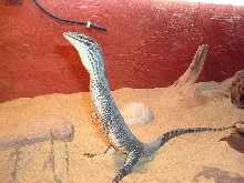 Tripoding Argus Monitor