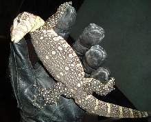 Young Ornate Eatting Me