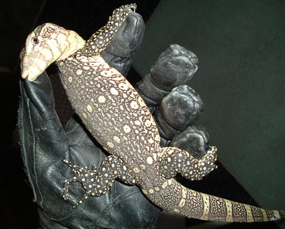Young Ornate Eatting Me