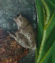 Another Tree Frog