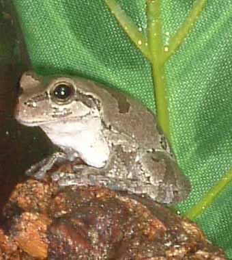 UNknown Tree Frog