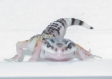 RawR
