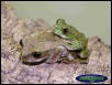 Leptopelis
