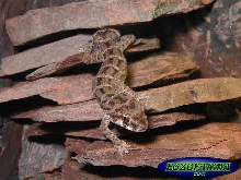 Teratolepis