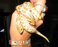 2 hoggies in the hand...