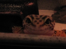 Hello