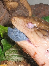 Crunchy munchy snails are oh so yummy!!